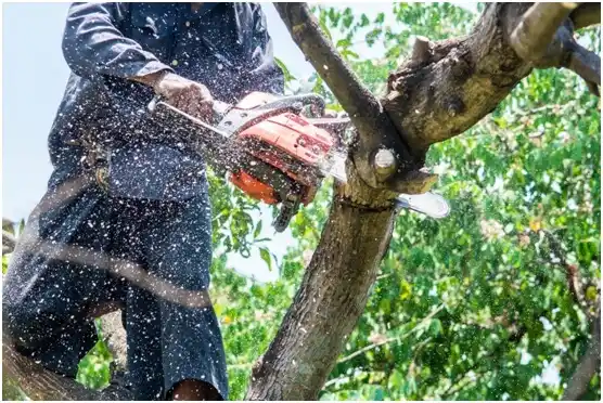 tree services Ninnekah